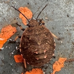 Platycoris sp. (genus) (A Stink Bug) at Kangaroo Valley, NSW - 7 Nov 2024 by lbradley