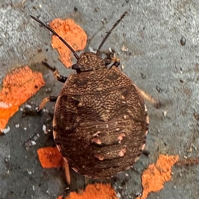 Platycoris sp. (genus) (A Stink Bug) at Kangaroo Valley, NSW - 7 Nov 2024 by lbradley