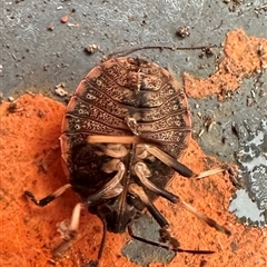 Platycoris sp. (genus) at Kangaroo Valley, NSW - suppressed