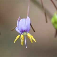 Dianella caerulea (Common Flax Lily) at Moruya, NSW - 7 Nov 2024 by LisaH