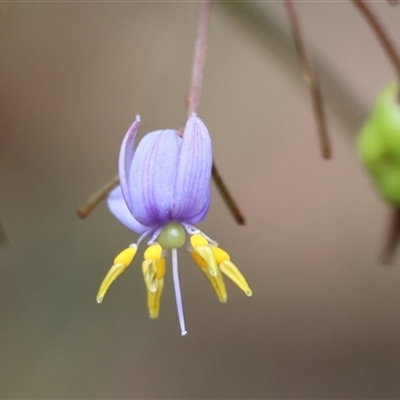 Dianella caerulea (Common Flax Lily) at Moruya, NSW - 7 Nov 2024 by LisaH