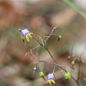 Dianella caerulea at Moruya, NSW - 7 Nov 2024