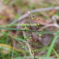 Dianella caerulea at Moruya, NSW - 7 Nov 2024