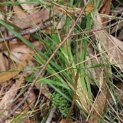 Dianella caerulea at Moruya, NSW - 7 Nov 2024