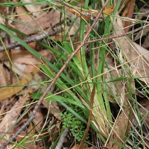 Dianella caerulea at Moruya, NSW - 7 Nov 2024