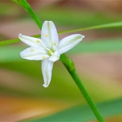 Caesia parviflora var. parviflora at Moruya, NSW - suppressed