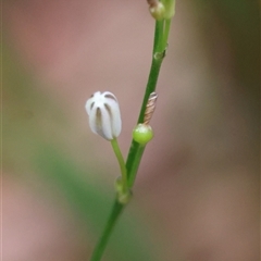 Caesia parviflora var. parviflora at Moruya, NSW - suppressed