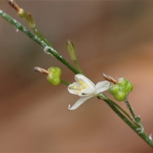 Caesia parviflora var. parviflora at Moruya, NSW - suppressed