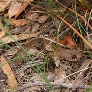 Caesia parviflora var. parviflora at Moruya, NSW - suppressed