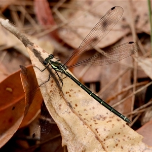 Austroargiolestes icteromelas at Moruya, NSW - suppressed