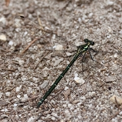 Austroargiolestes icteromelas at Moruya, NSW - suppressed