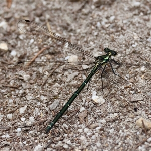 Austroargiolestes icteromelas at Moruya, NSW - suppressed