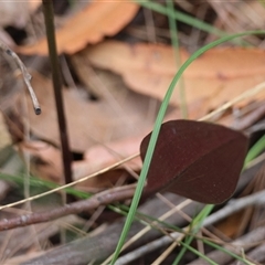 Cryptostylis sp. at Moruya, NSW - suppressed