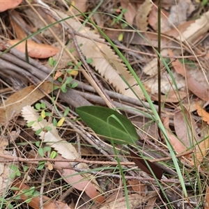 Cryptostylis sp. at Moruya, NSW - suppressed