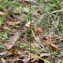 Cryptostylis sp. at Moruya, NSW - suppressed