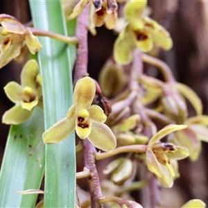 Cymbidium suave at Moruya, NSW - suppressed