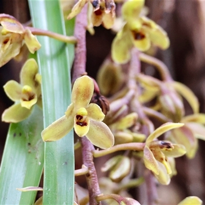 Cymbidium suave (Snake Orchid) at Moruya, NSW - 7 Nov 2024 by LisaH