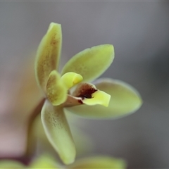 Cymbidium suave at Moruya, NSW - 7 Nov 2024