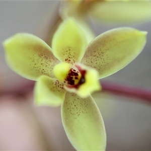 Cymbidium suave at Moruya, NSW - suppressed