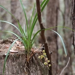 Cymbidium suave at Moruya, NSW - 7 Nov 2024