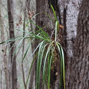 Cymbidium suave at Moruya, NSW - suppressed