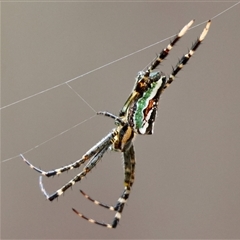 Unidentified Spider (Araneae) at Moruya, NSW - 7 Nov 2024 by LisaH