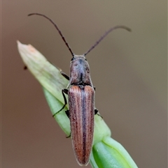 Elateridae sp. (family) at Moruya, NSW - 7 Nov 2024 by LisaH