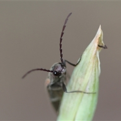 Elateridae (family) at Moruya, NSW - suppressed