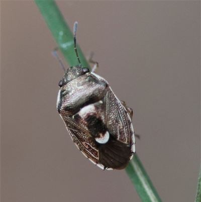 Cermatulus nasalis (Predatory shield bug, Glossy shield bug) at Moruya, NSW - 7 Nov 2024 by LisaH