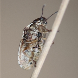 Cermatulus nasalis at Moruya, NSW - 7 Nov 2024