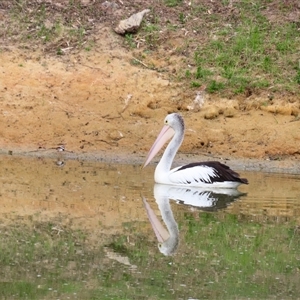 Pelecanus conspicillatus at Goolwa, SA - 29 Oct 2024 07:52 AM