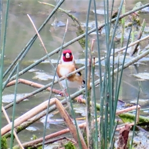 Carduelis carduelis (European Goldfinch) at Goolwa, SA by MB