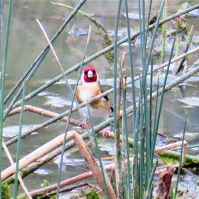 Carduelis carduelis (European Goldfinch) at Goolwa, SA - 29 Oct 2024 by MB