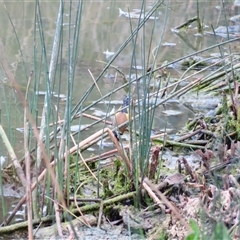 Carduelis carduelis at Goolwa, SA - 29 Oct 2024 07:52 AM