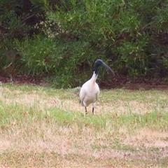 Threskiornis molucca (Australian White Ibis) at Goolwa, SA - 29 Oct 2024 by MB