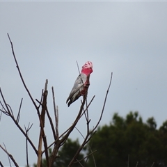 Eolophus roseicapilla (Galah) at Goolwa, SA - 28 Oct 2024 by MB