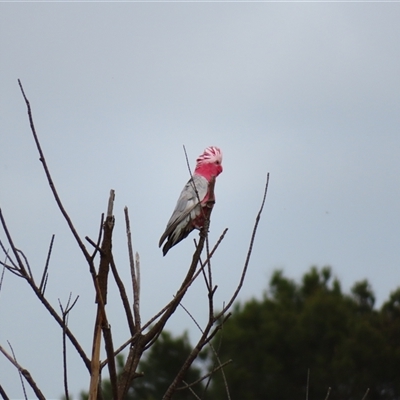 Eolophus roseicapilla (Galah) at Goolwa, SA - 29 Oct 2024 by MB