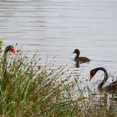 Cygnus atratus (Black Swan) at Goolwa, SA - 28 Oct 2024 by MB