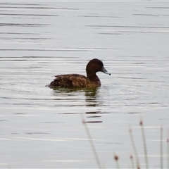 Aythya australis (Hardhead) at Goolwa, SA - 28 Oct 2024 by MB