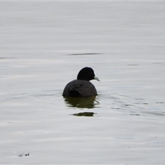 Fulica atra (Eurasian Coot) at Goolwa, SA - 29 Oct 2024 by MB