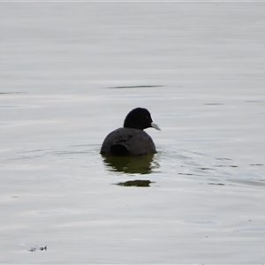 Fulica atra at Goolwa, SA - 29 Oct 2024