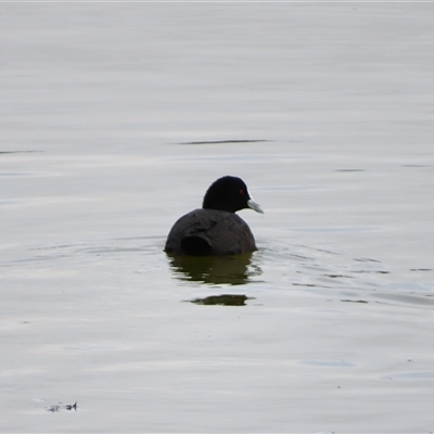 Fulica atra (Eurasian Coot) at Goolwa, SA - 29 Oct 2024 by MB