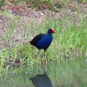 Porphyrio melanotus (Australasian Swamphen) at Goolwa, SA by MB