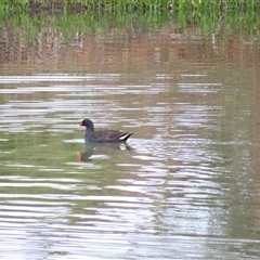 Gallinula tenebrosa (Dusky Moorhen) at Goolwa, SA - 29 Oct 2024 by MB