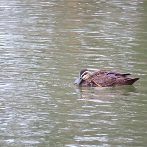 Anas superciliosa (Pacific Black Duck) at Goolwa, SA by MB