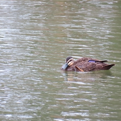 Anas superciliosa (Pacific Black Duck) at Goolwa, SA - 28 Oct 2024 by MB