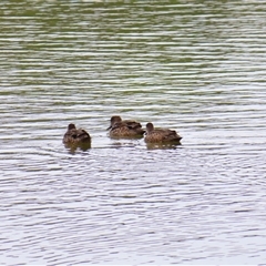 Anas gracilis (Grey Teal) at Goolwa, SA - 28 Oct 2024 by MB