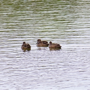 Anas gracilis (Grey Teal) at Goolwa, SA by MB