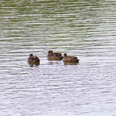 Anas gracilis (Grey Teal) at Goolwa, SA - 29 Oct 2024 by MB