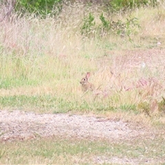 Oryctolagus cuniculus (European Rabbit) at Goolwa, SA - 29 Oct 2024 by MB